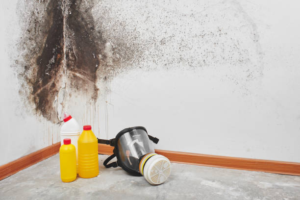 Best Attic Mold Removal  in Rose Valley, PA