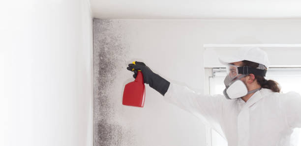 Attic Mold Removal in Rose Valley, PA