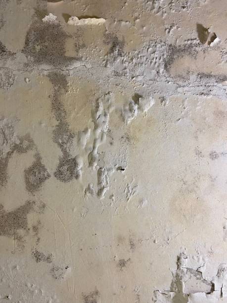 Best Crawl Space Mold Removal  in Rose Valley, PA